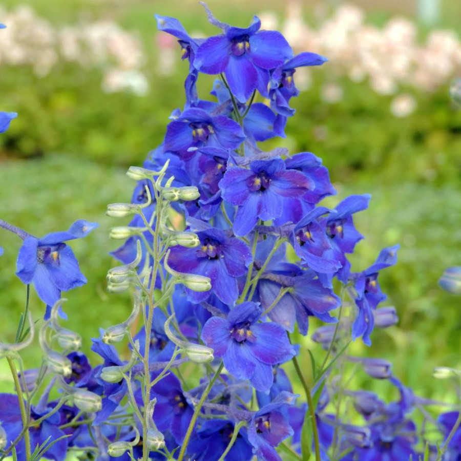 Plantes Vivaces DELPHINIUM 'Völkerfrieden' (Belladonna Group) - Pied d'alouette vivace en vente - Pépinière Lepage .