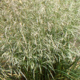 Plantes Vivaces DESCHAMPSIA cespitosa - Canche cespiteuse en vente - Pépinière Lepage .