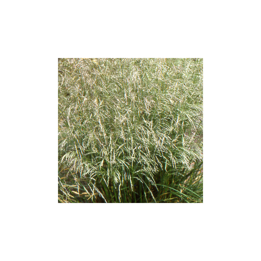 Plantes Vivaces DESCHAMPSIA cespitosa - Canche cespiteuse en vente - Pépinière Lepage .