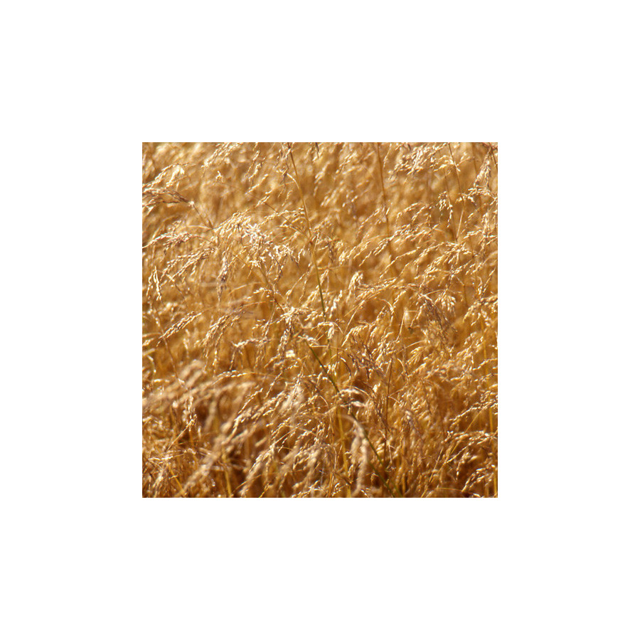 Plantes Vivaces DESCHAMPSIA cespitosa - Canche cespiteuse en vente - Pépinière Lepage .