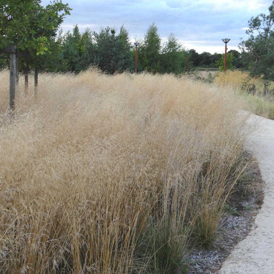 Plantes Vivaces DESCHAMPSIA cespitosa - Canche cespiteuse en vente - Pépinière Lepage .