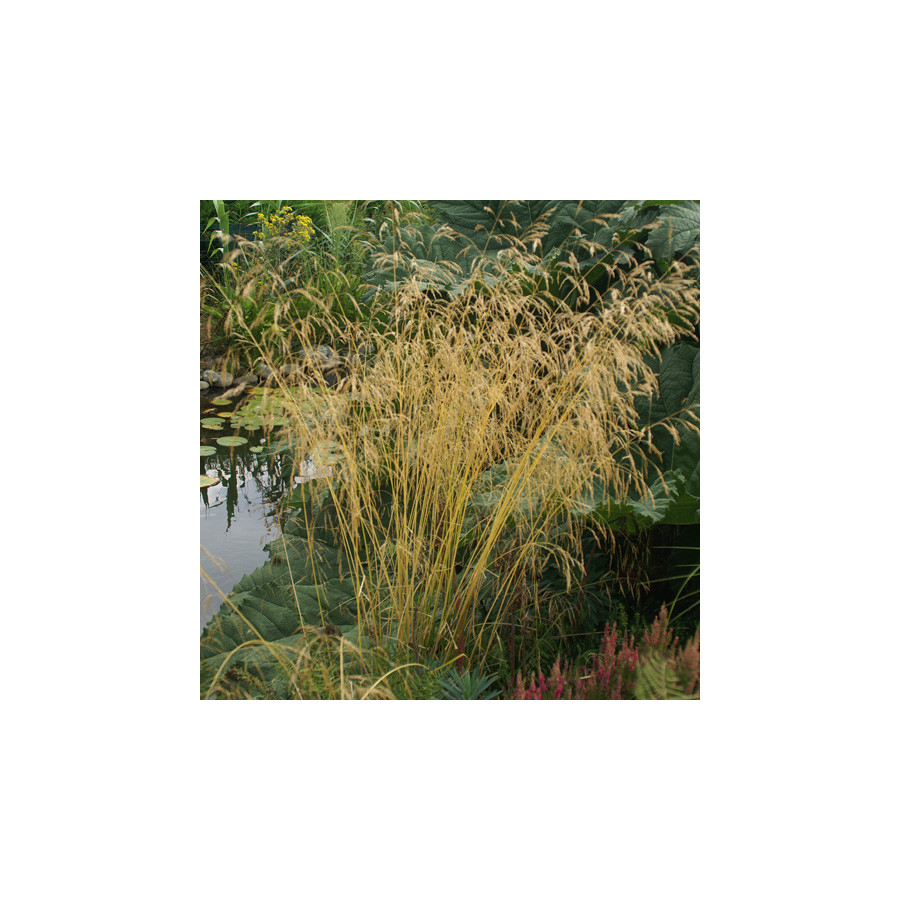Plantes Vivaces DESCHAMPSIA cespitosa 'Goldgehänge' - Canche cespiteuse en vente - Pépinière Lepage .