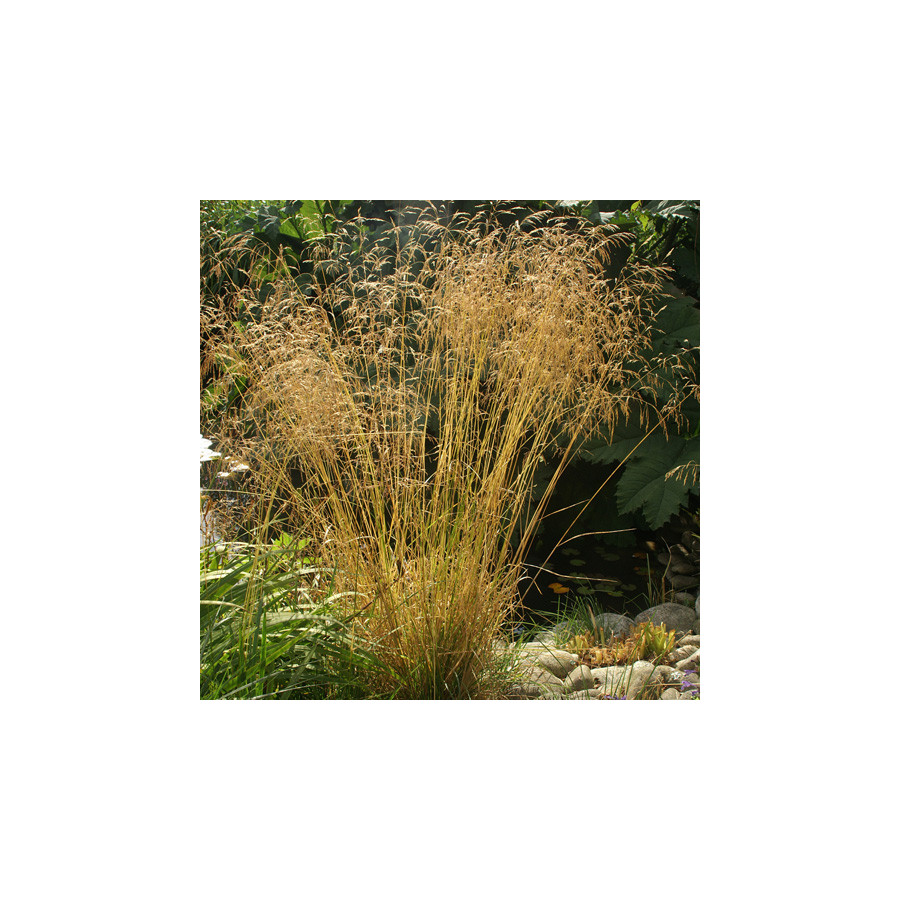 Plantes Vivaces DESCHAMPSIA cespitosa 'Goldgehänge' - Canche cespiteuse en vente - Pépinière Lepage .