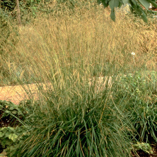 Plantes Vivaces DESCHAMPSIA cespitosa 'Goldschleier' - Canche cespiteuse en vente - Pépinière Lepage .