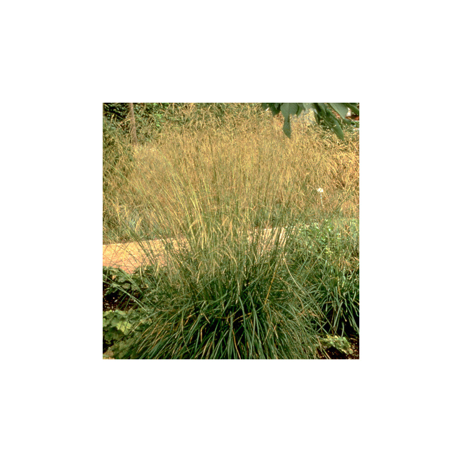 Plantes Vivaces DESCHAMPSIA cespitosa 'Goldschleier' - Canche cespiteuse en vente - Pépinière Lepage .