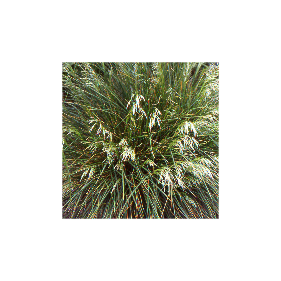 Plantes Vivaces DESCHAMPSIA cespitosa 'Goldschleier' - Canche cespiteuse en vente - Pépinière Lepage .