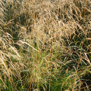 Plantes Vivaces DESCHAMPSIA cespitosa 'Goldtau' - Canche cespiteuse en vente - Pépinière Lepage .