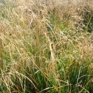 Plantes Vivaces DESCHAMPSIA cespitosa 'Goldtau' - Canche cespiteuse en vente - Pépinière Lepage .