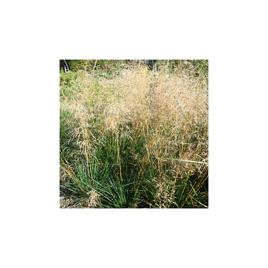 Plantes Vivaces DESCHAMPSIA cespitosa 'Goldtau' - Canche cespiteuse en vente - Pépinière Lepage .