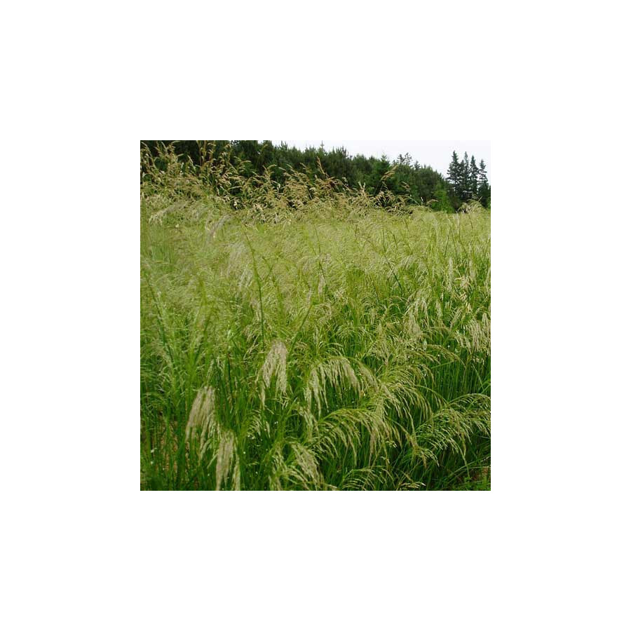 Plantes Vivaces DESCHAMPSIA cespitosa 'Tauträger' - Canche cespiteuse en vente - Pépinière Lepage .