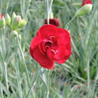 Plantes Vivaces DIANTHUS 'Desmond' (Plumarius Group) - Oeillet mignardise en vente - Pépinière Lepage .