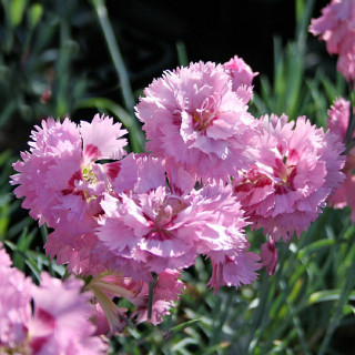 Plantes Vivaces DIANTHUS 'Maggie' (Plumarius Group) - Oeillet mignardise en vente - Pépinière Lepage .