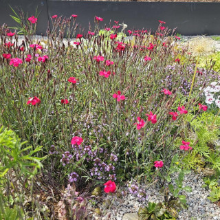 Plantes Vivaces DIANTHUS deltoides 'Brilliant' - Oeillet à delta en vente - Pépinière Lepage .