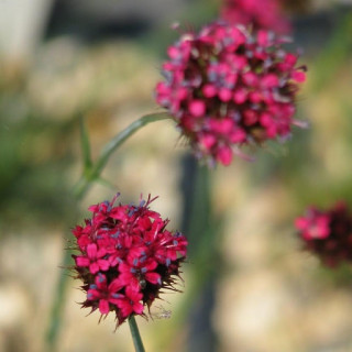Plantes Vivaces DIANTHUS pinifolius - Oeillet en vente - Pépinière Lepage .