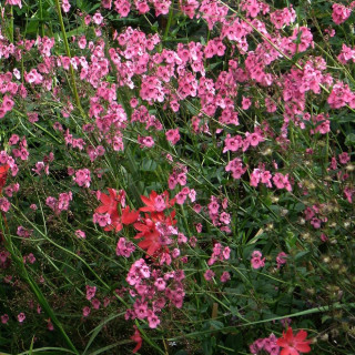 Plantes Vivaces DIASCIA personata en vente - Pépinière Lepage .