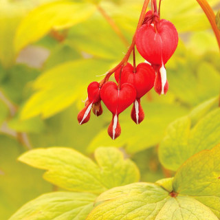DICENTRA spectabilis 'Ruby Gold'