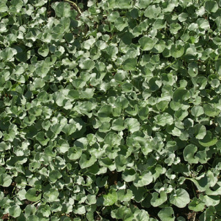 Plantes Vivaces DICHONDRA repens en vente - Pépinière Lepage .