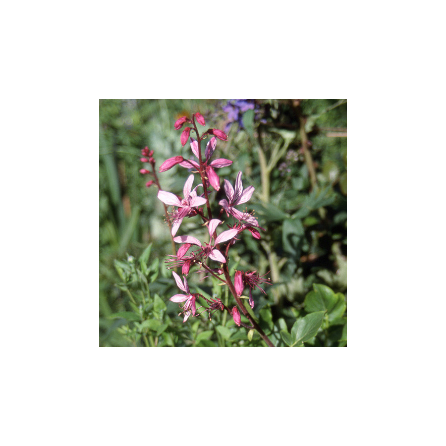 Plantes Vivaces DICTAMNUS albus - Fraxinelle en vente - La plante aux éclairs.  en vente - Pépinière Lepage .