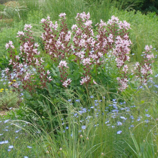 Plantes Vivaces DICTAMNUS albus - Fraxinelle en vente - La plante aux éclairs.  en vente - Pépinière Lepage .