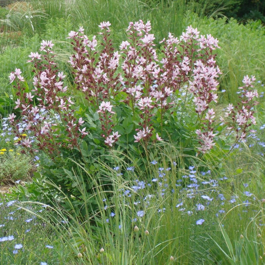 Plantes Vivaces DICTAMNUS albus - Fraxinelle en vente - La plante aux éclairs.  en vente - Pépinière Lepage .