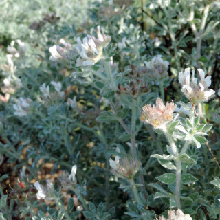 Plantes Vivaces DORYCNIUM hirsutum 'Fréjorgues' en vente - Pépinière Lepage .