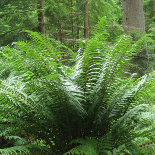 Plantes Vivaces DRYOPTERIS affinis - Fougère mâle en vente - Pépinière Lepage .