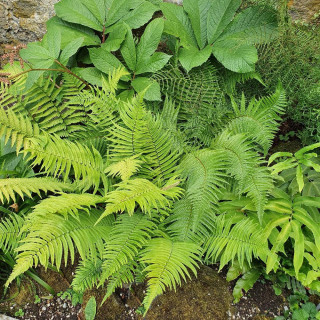 DRYOPTERIS cycadina (atrata)