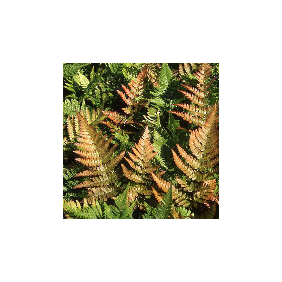 Plantes Vivaces DRYOPTERIS erythrosora - Fougère en vente - Pépinière Lepage .