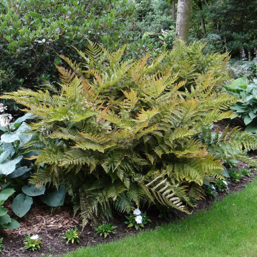 Plantes Vivaces DRYOPTERIS erythrosora - Fougère en vente - Pépinière Lepage .