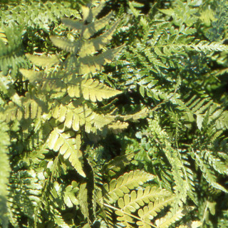 Plantes Vivaces DRYOPTERIS erythrosora 'Prolifica' - Fougère en vente - Pépinière Lepage .