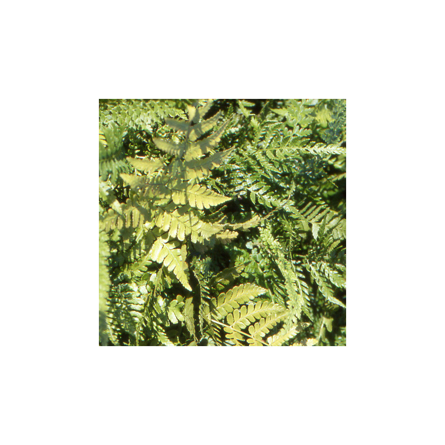 Plantes Vivaces DRYOPTERIS erythrosora 'Prolifica' - Fougère en vente - Pépinière Lepage .