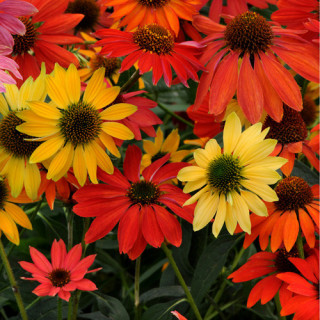 Plantes Vivaces ECHINACEA 'Cheyenne Spirit' - Rudbeckia Pourpre en vente - Pépinière Lepage .