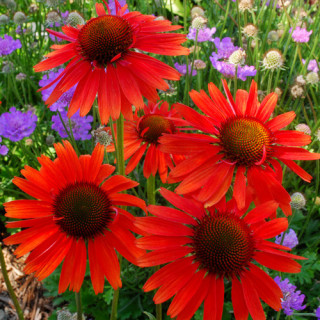 Plantes Vivaces ECHINACEA 'Hot Lava' ® - Rudbeckia Pourpre en vente - Pépinière Lepage .