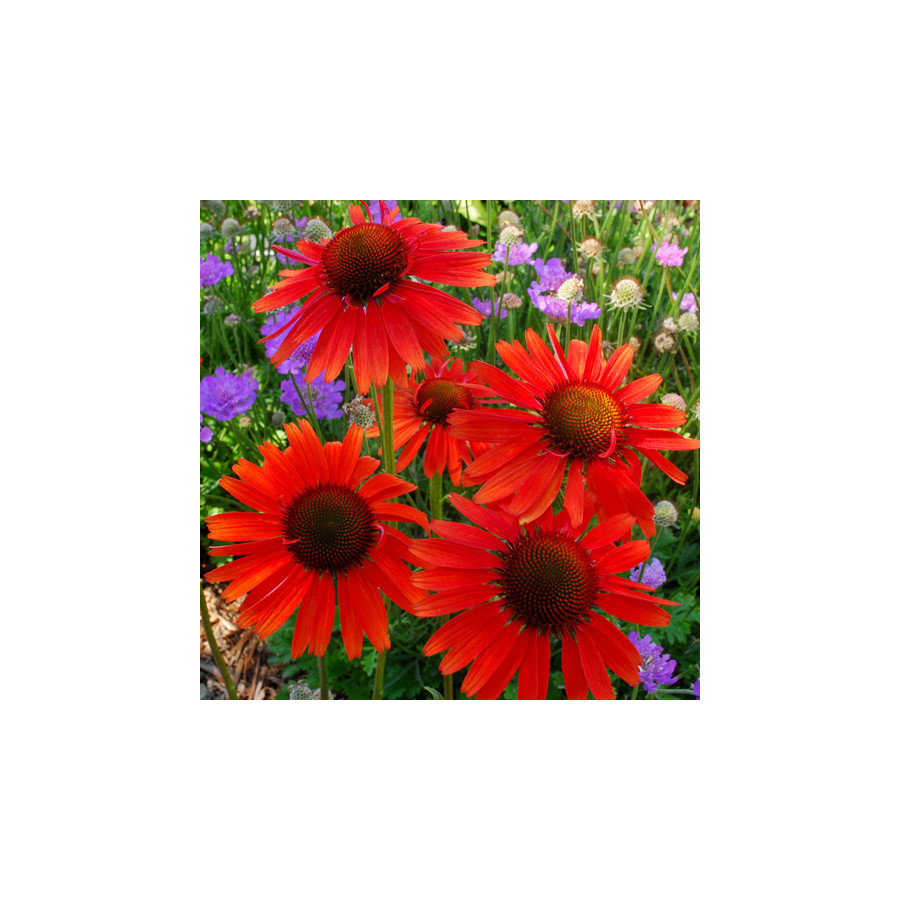 Plantes Vivaces ECHINACEA 'Hot Lava' ® - Rudbeckia Pourpre en vente - Pépinière Lepage .