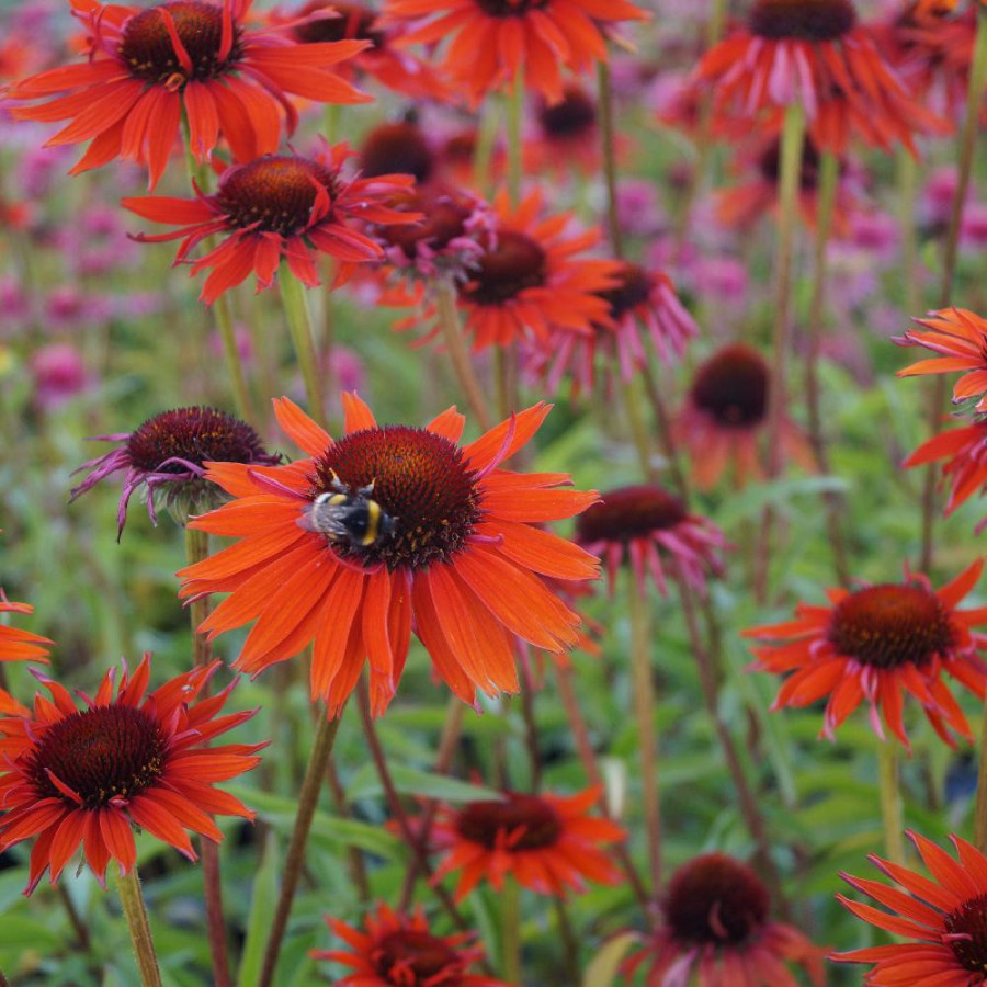 Plantes Vivaces ECHINACEA 'Hot Lava' ® - Rudbeckia Pourpre en vente - Pépinière Lepage .