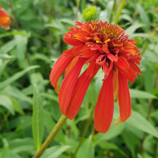 Plantes Vivaces ECHINACEA 'Hot Papaya' ® en vente - Pépinière Lepage .