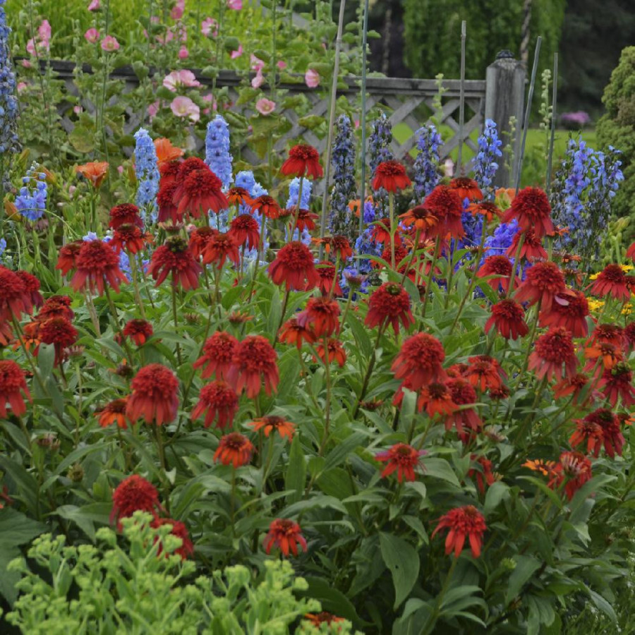 Plantes Vivaces ECHINACEA 'Hot Papaya' ® en vente - Pépinière Lepage .