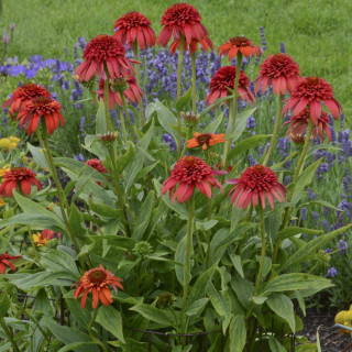 Plantes Vivaces ECHINACEA 'Hot Papaya' ® en vente - Pépinière Lepage .