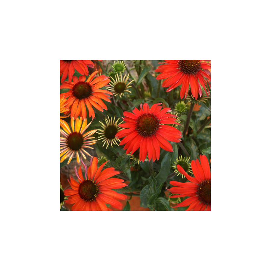 Plantes Vivaces ECHINACEA 'Hot Summer' ® - Rudbeckia Pourpre en vente - Pépinière Lepage .