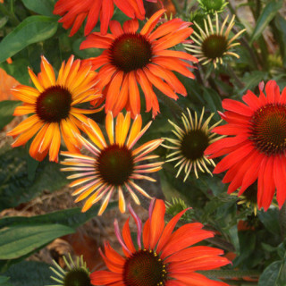 Plantes Vivaces ECHINACEA 'Hot Summer' ® - Rudbeckia Pourpre en vente - Pépinière Lepage .