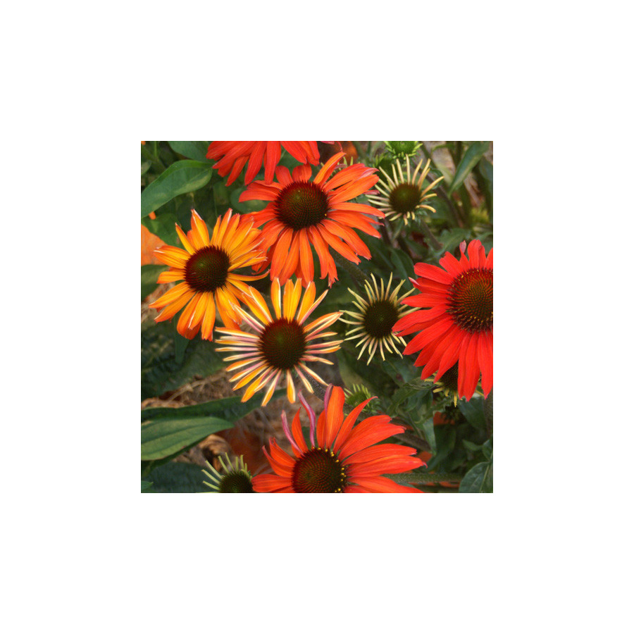 Plantes Vivaces ECHINACEA 'Hot Summer' ® - Rudbeckia Pourpre en vente - Pépinière Lepage .