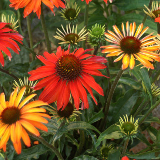 Plantes Vivaces ECHINACEA 'Hot Summer' ® - Rudbeckia Pourpre en vente - Pépinière Lepage .