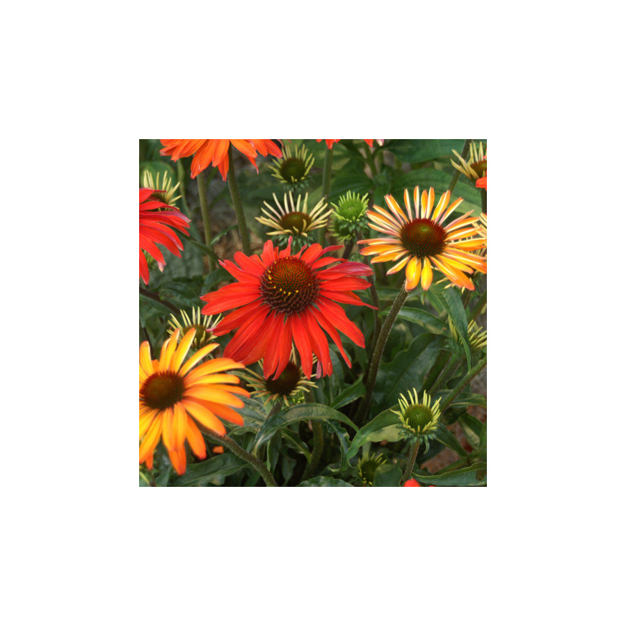 Plantes Vivaces ECHINACEA 'Hot Summer' ® - Rudbeckia Pourpre en vente - Pépinière Lepage .