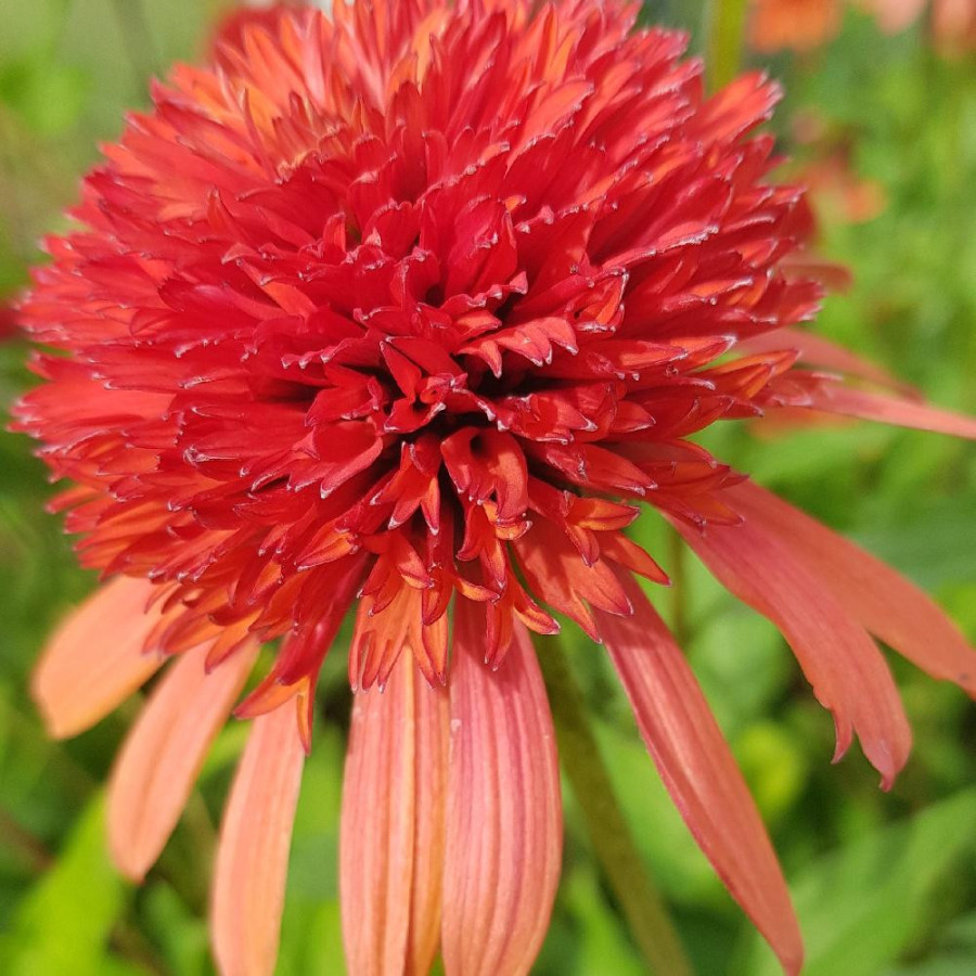 Plantes Vivaces ECHINACEA 'Irresistible' ® - Rudbeckia Pourpre en vente - Pépinière Lepage .
