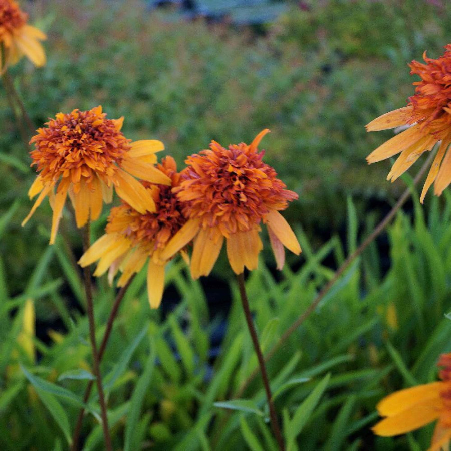 Plantes Vivaces ECHINACEA 'Marmalade' ® en vente - Pépinière Lepage .