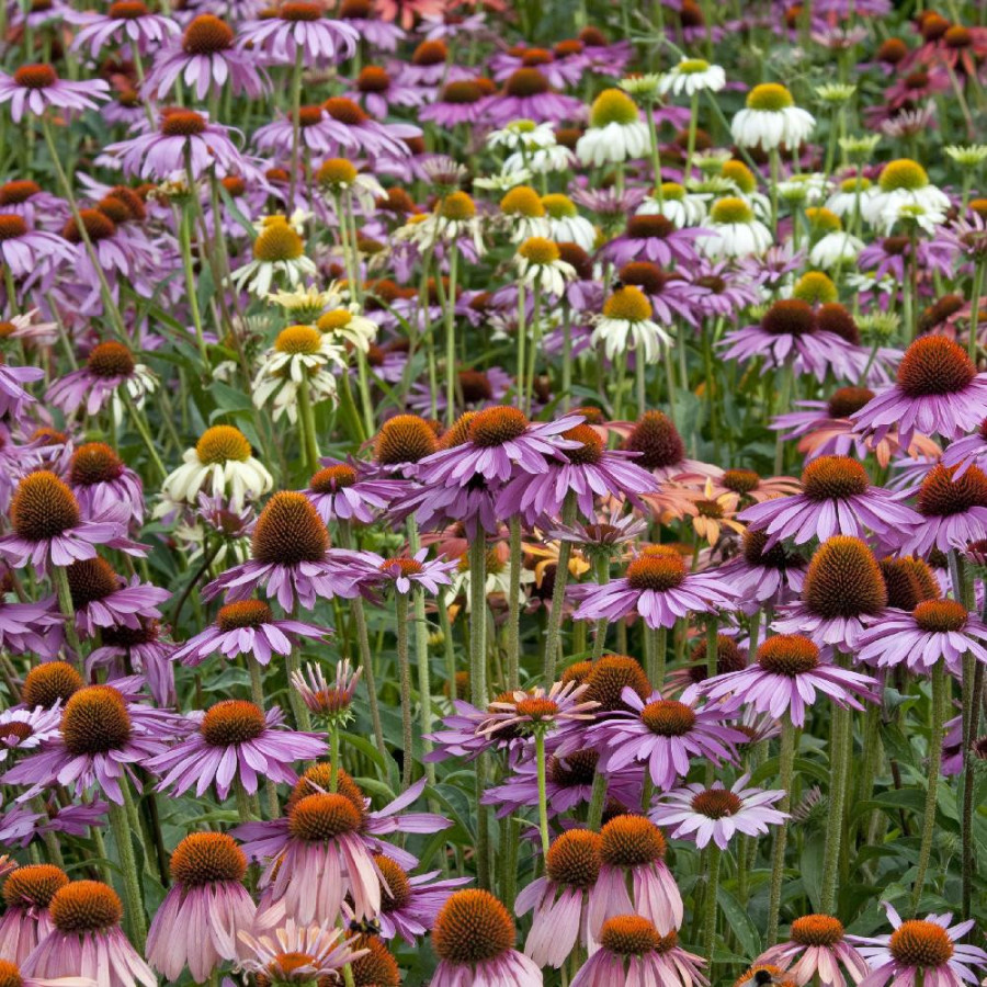 ECHINACEA 'Paradiso Tall Mix'