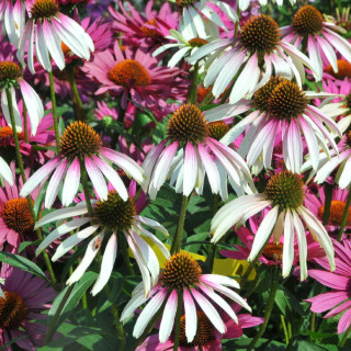 Plantes Vivaces ECHINACEA 'Pretty Parasols' ® - Rudbeckia pourpre en vente - Pépinière Lepage .