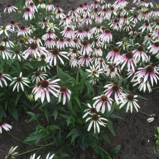 Plantes Vivaces ECHINACEA 'Pretty Parasols' ® - Rudbeckia pourpre en vente - Pépinière Lepage .