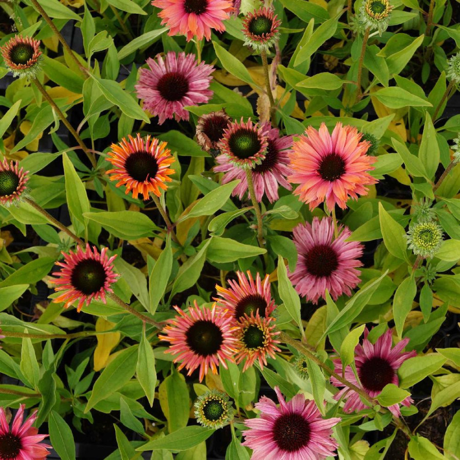 ECHINACEA 'Rainbow' ® (SunSeekers series)