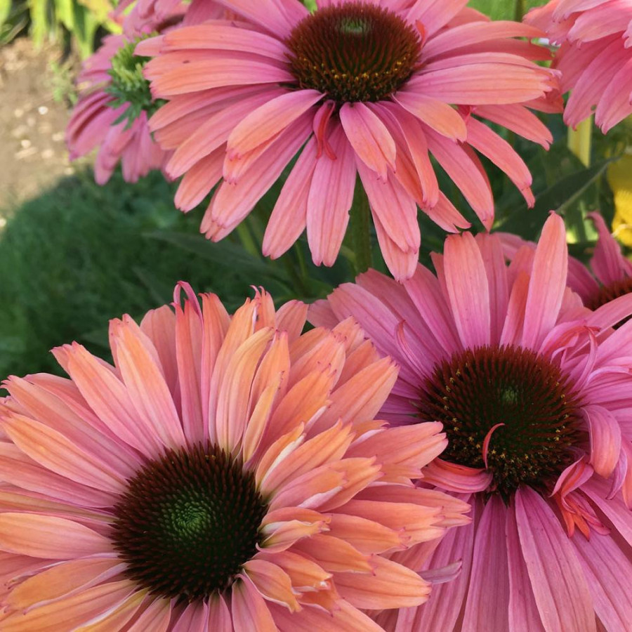ECHINACEA 'Rainbow' ® (SunSeekers series)